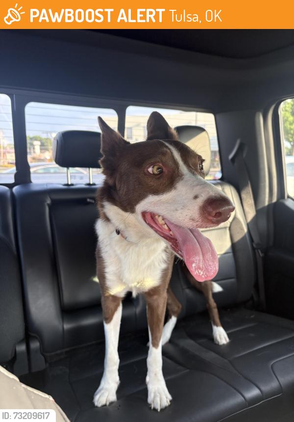 Found/Stray Female Dog last seen 31st & harvard, Tulsa, OK 74103