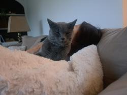 Lost Male Cat last seen 143rd Ave SE & SE 266th St, Kent, WA 98042