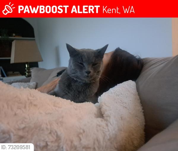 Lost Male Cat last seen 143rd Ave SE & SE 266th St, Kent, WA 98042