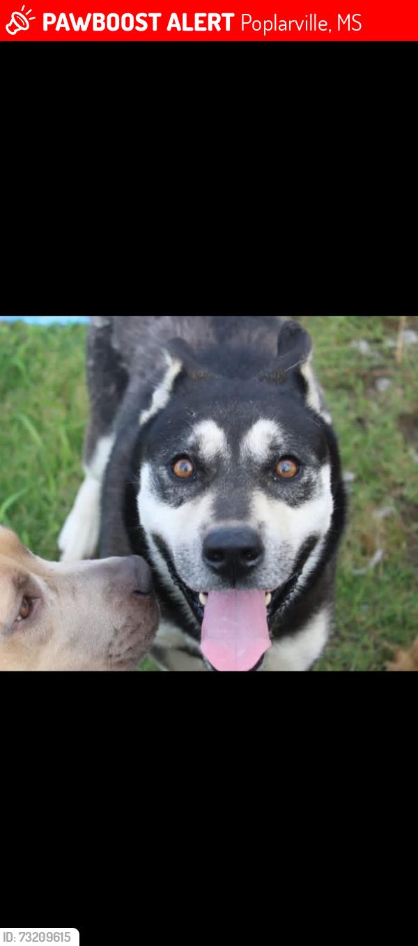 Lost Male Dog last seen Hwy 26, Poplarville, MS 39470