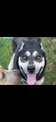 Lost Male Dog last seen Hwy 26, Poplarville, MS 39470