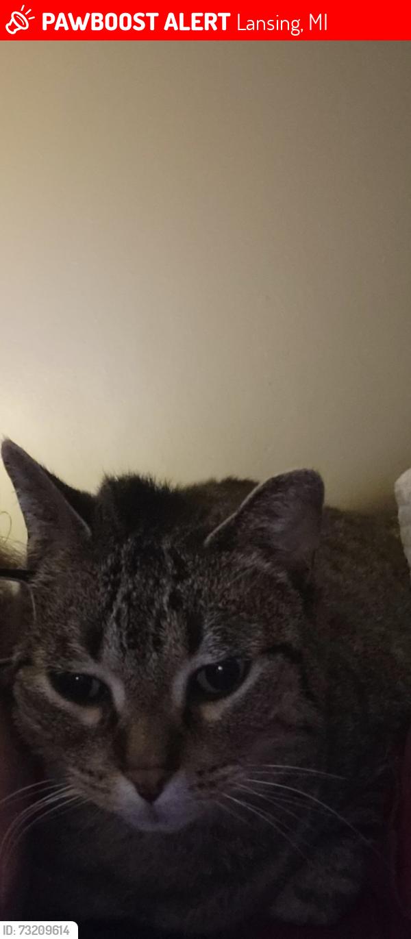 Lost Female Cat last seen Richard and steifel, Lansing, MI 48917