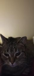 Lost Female Cat last seen Richard and steifel, Lansing, MI 48917