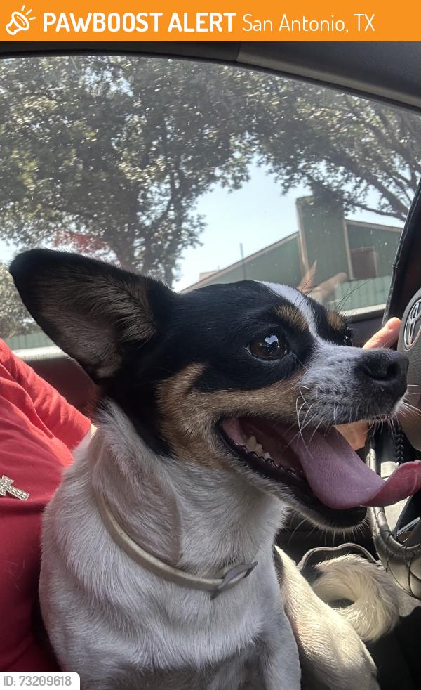 Found/Stray Female Dog last seen Old sky harbor, San Antonio, TX 78242