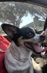 Found/Stray Female Dog last seen Old sky harbor, San Antonio, TX 78242