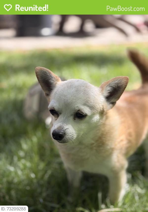 Reunited Male Dog last seen Near w Wyndemere drive, Boise, ID 83702