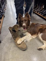 Lost Male Dog last seen Tibbs Bridge Rd Dalton, Ga, Dalton, GA 30721