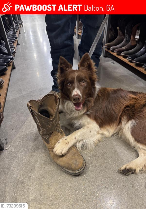 Lost Male Dog last seen Tibbs Bridge Rd Dalton, Ga, Dalton, GA 30721
