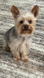 Lost Male Dog last seen Ronald Reagan, Gwinnett County, GA 30044