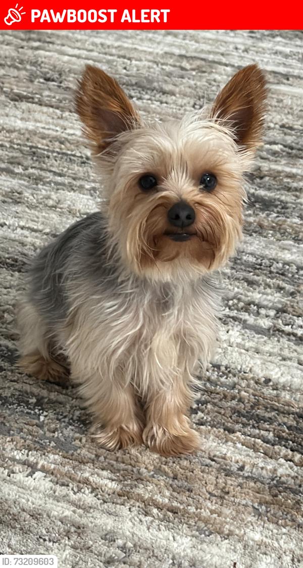 Lost Male Dog last seen Ronald Reagan, Gwinnett County, GA 30044