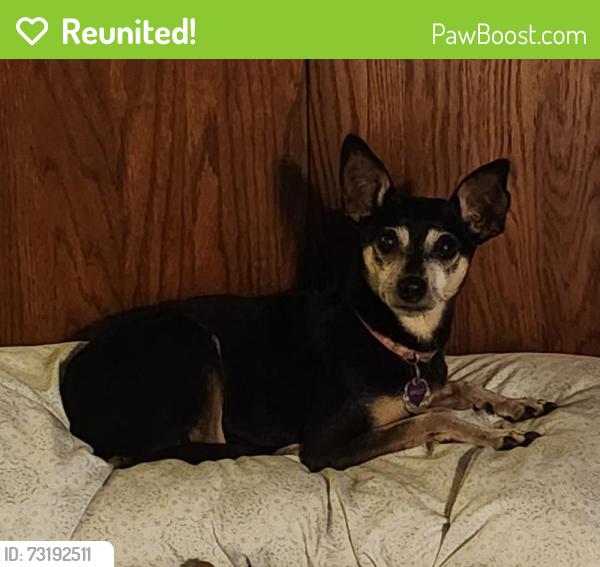 Reunited Female Dog last seen Reservoir road and Southside Drive, Rapid City, SD 57703