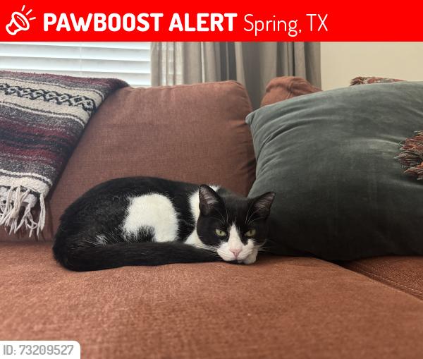 Lost Male Cat last seen San Bernard River Loop & Brazos, Spring, TX 77386