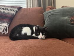Lost Male Cat last seen San Bernard River Loop & Brazos, Spring, TX 77386