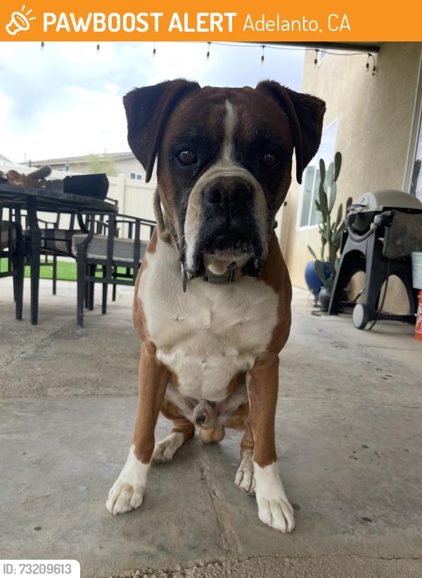 Found/Stray Male Dog last seen Aster, Adelanto, CA 92301