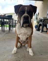 Found/Stray Male Dog last seen Aster, Adelanto, CA 92301
