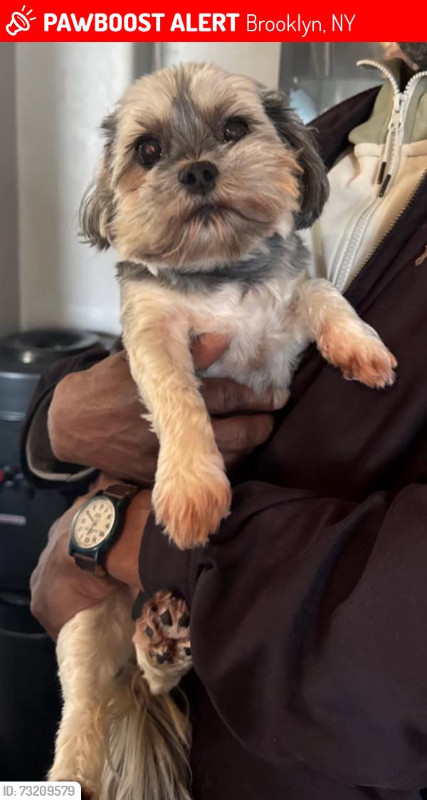 Lost Female Dog last seen East 54th street and Glenwood RD, Brooklyn, NY 11234