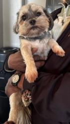 Lost Female Dog last seen East 54th street and Glenwood RD, Brooklyn, NY 11234