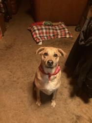 Lost Male Dog last seen Near 83rd and kedzie, Chicago, IL 60652