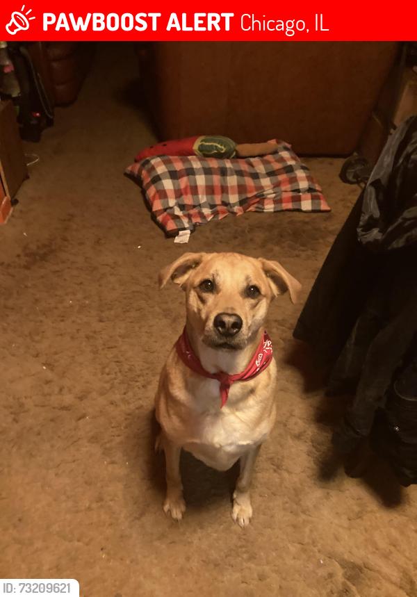 Lost Male Dog last seen Near 83rd and kedzie, Chicago, IL 60652