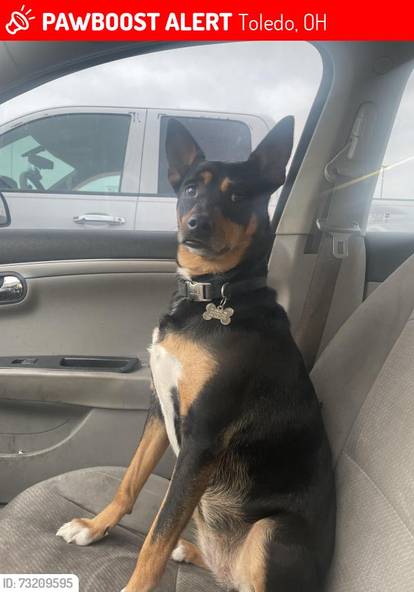 Lost Female Dog last seen Reynolds/Hill all the way to the western/south st, Toledo, OH 43607