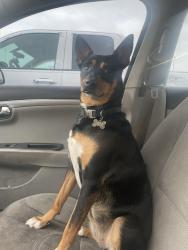 Lost Female Dog last seen Reynolds/Hill all the way to the western/south st, Toledo, OH 43607