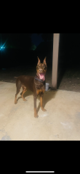 Lost Male Dog last seen Pinn Rd by elementary school, San Antonio, TX 78227