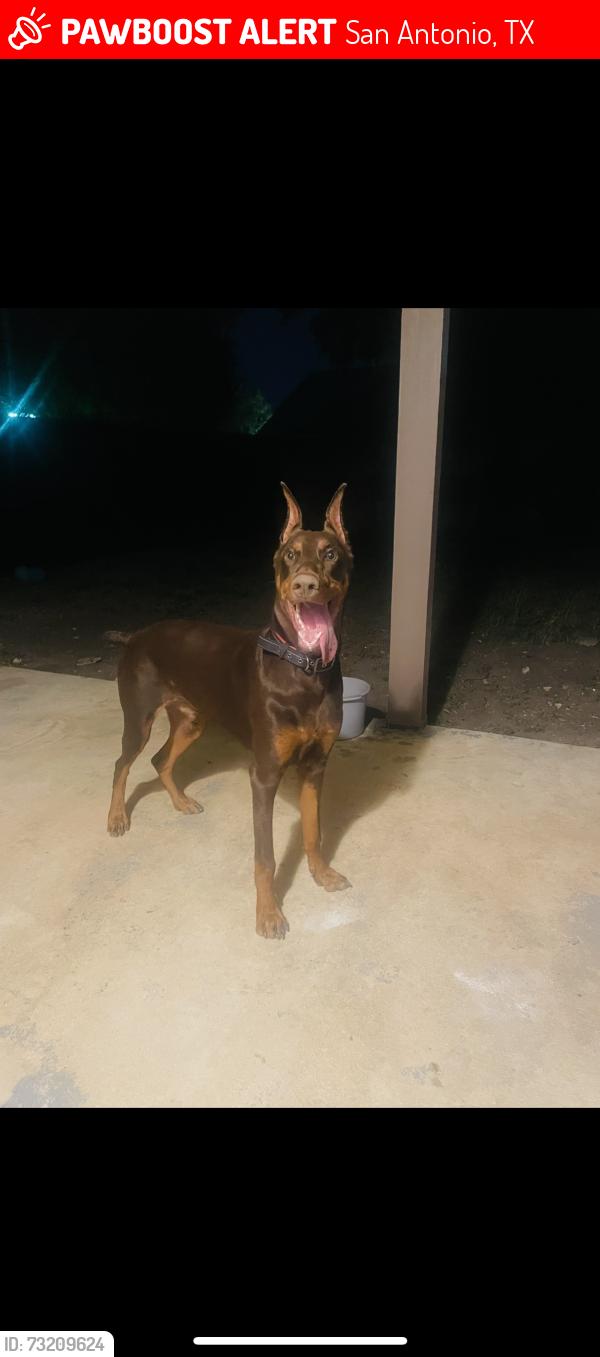 Lost Male Dog last seen Pinn Rd by elementary school, San Antonio, TX 78227