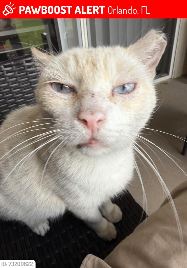 Lost Male Cat last seen Near Courtney chase circle, Orlando, FL 32837