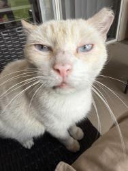 Lost Male Cat last seen Near Courtney chase circle, Orlando, FL 32837