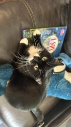 Lost Female Cat last seen Cody Ridge way & Grayling Drive nearby the school, Colorado Springs, CO 80925