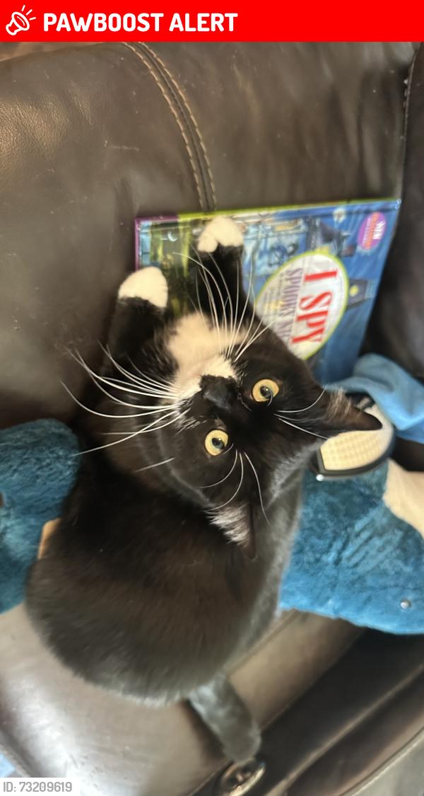 Lost Female Cat last seen Cody Ridge way & Grayling Drive nearby the school, Colorado Springs, CO 80925