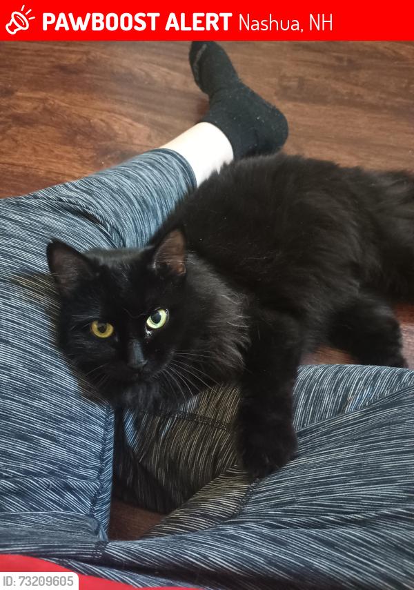 Lost Female Cat last seen Near Chestnut Street, Nashua, NH 03060