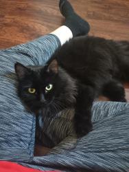 Lost Female Cat last seen Near Chestnut Street, Nashua, NH 03060