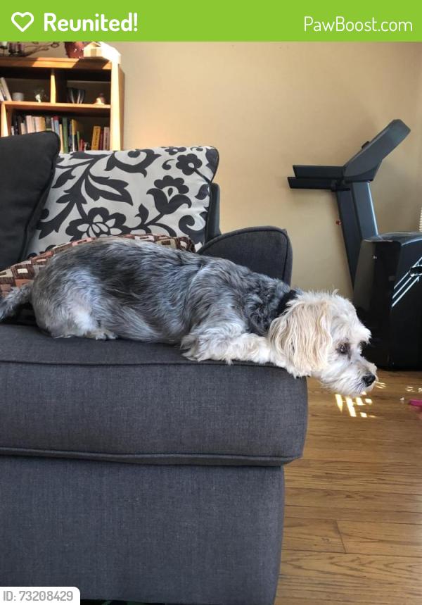 Reunited Male Dog last seen Laurel Ave, Hayward, CA 94541, EE. UU., Hayward, CA 94541
