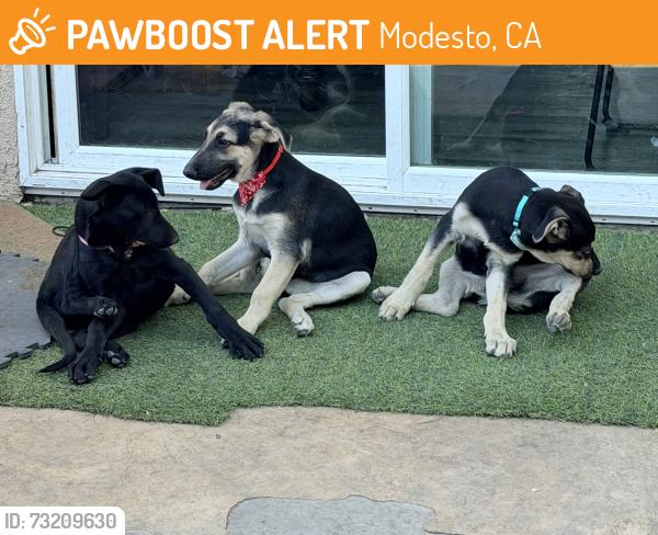 Found/Stray Male Dog last seen Rose and Briggsmore ave, Modesto, CA 95355