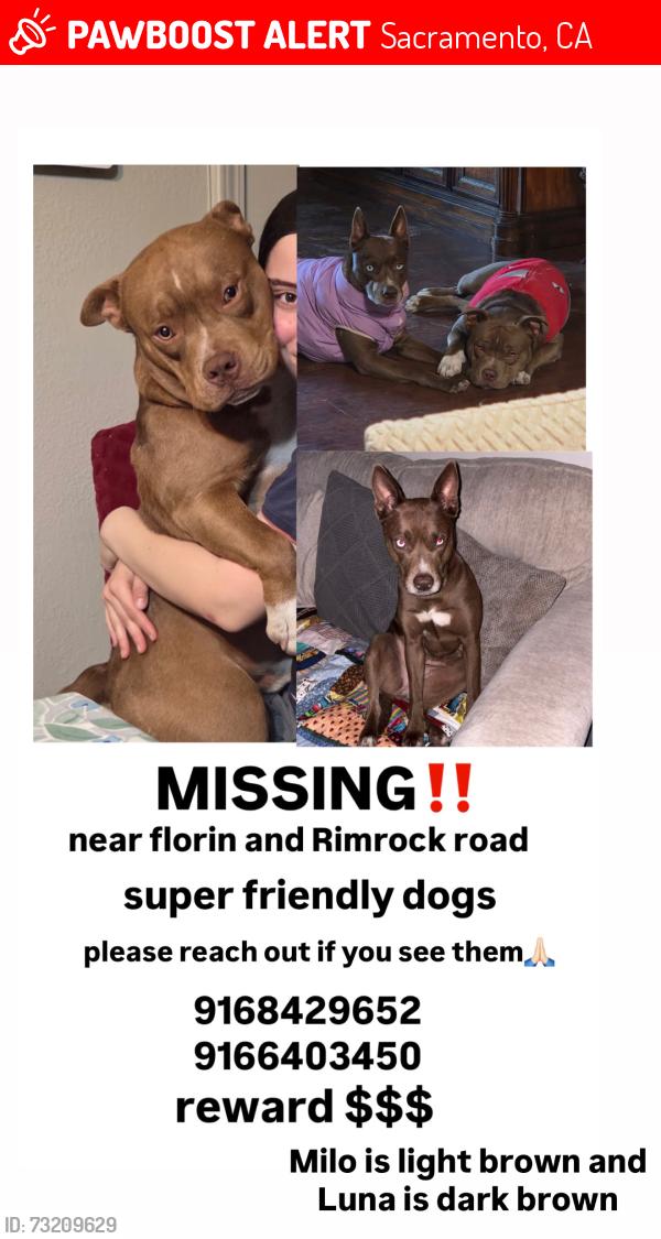 Lost Male Dog last seen Florín, rimrock, Samuel kennedy elementary school, Sacramento, CA 95828