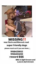 Lost Male Dog last seen Florín, rimrock, Samuel kennedy elementary school, Sacramento, CA 95828