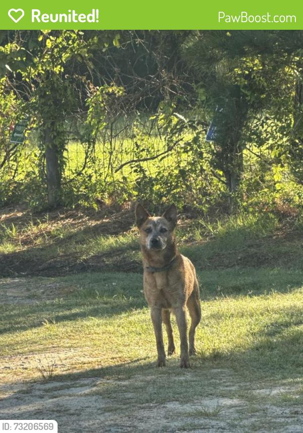 Reunited Male Dog last seen Robbins Rd, Youngsville, NC 27596