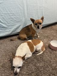 Reunited Female Dog last seen Near Dunmore Dr, Fort Worth, TX 76131, USA, Fort Worth, TX 76131