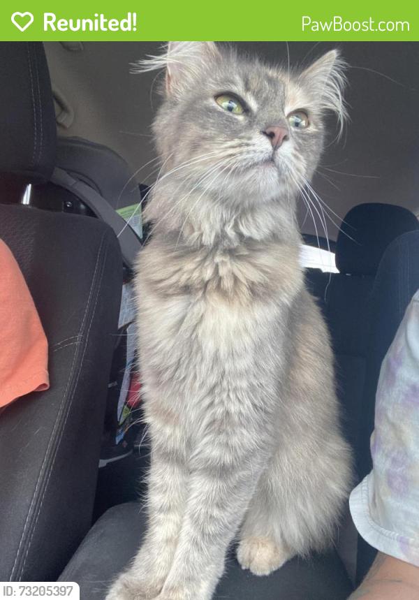 Reunited Female Cat last seen Noodles and company on Wanamaker, Topeka, KS 66614
