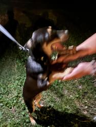 Lost Male Dog last seen westgate, Greensboro, NC 27410