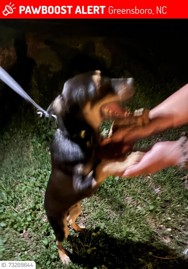 Lost Male Dog last seen westgate, Greensboro, NC 27410