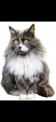 Lost Female Cat last seen Butterfield Park, Orange, MA 01364