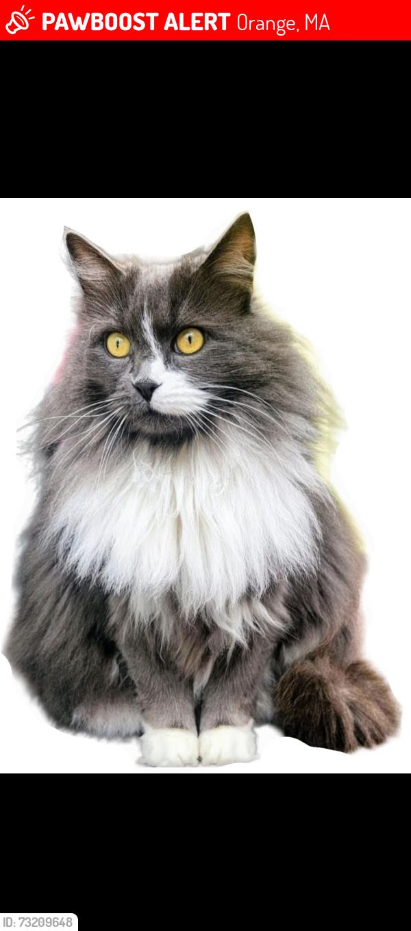Lost Female Cat last seen Butterfield Park, Orange, MA 01364