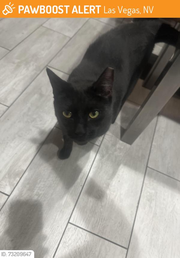 Found/Stray Unknown Cat last seen Buffalo and alta, Las Vegas, NV 89145