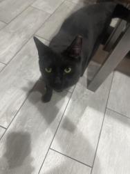 Found/Stray Unknown Cat last seen Buffalo and alta, Las Vegas, NV 89145