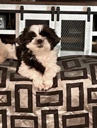 Reunited Female Dog last seen Summerfield point, Citrus Springs, FL 34434