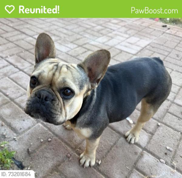 Reunited Female Dog last seen Linn and owens, Las Vegas, NV 89110