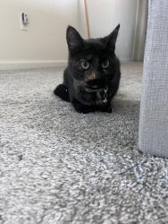 Reunited Unknown Cat last seen Near W Sapphire Dr, Tooele, UT 84074, USA, Tooele, UT 84074
