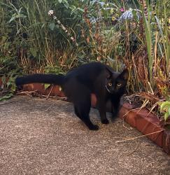 Found/Stray Male Cat last seen Burgess and Blueberry, Wabash Township, IN 47906